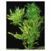 Top Fin® Water Wisteria Live Plant image thumbnail 1