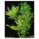 Product Top Fin® Water Wisteria