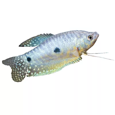 Product Blue Gourami