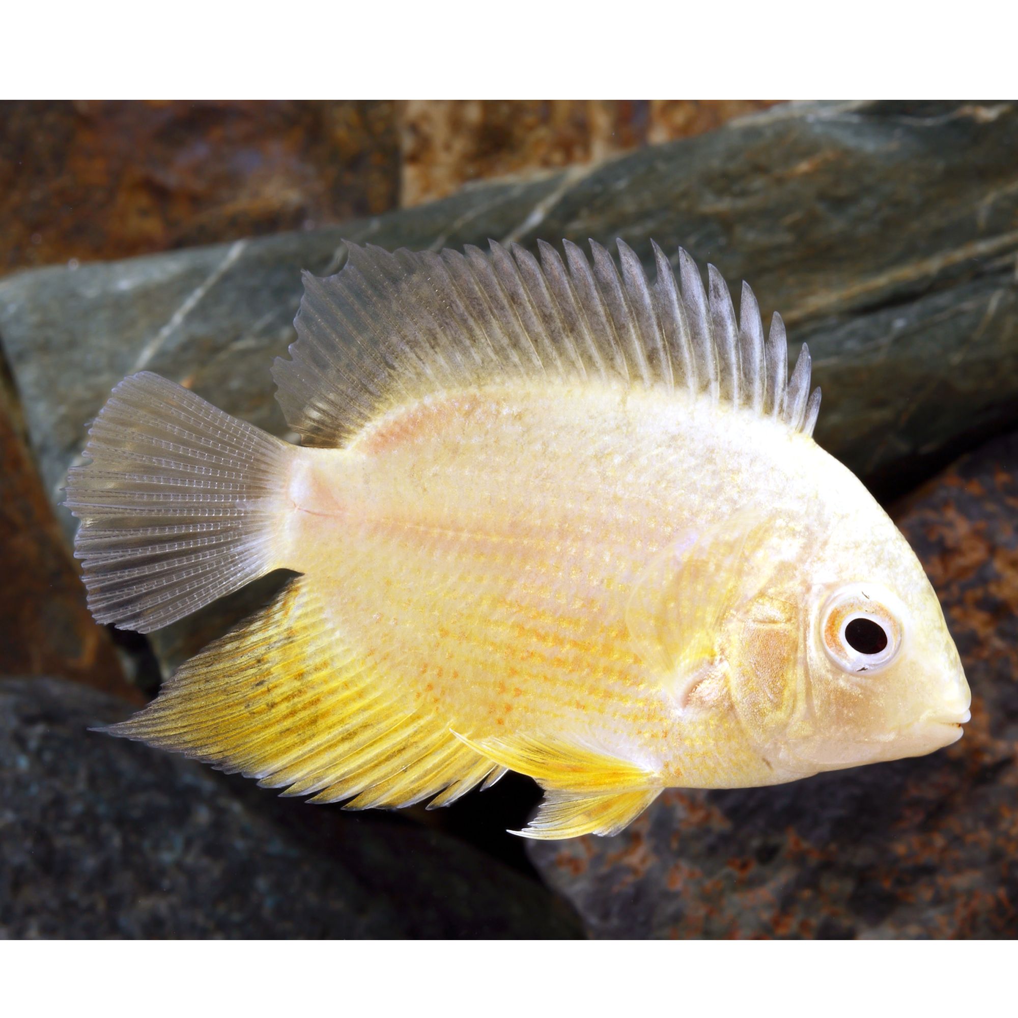 Featured image of post Freshwater Fish At Petsmart Petsmart s pet essential coupon will help cover the cost of items needed for your new classroom pet