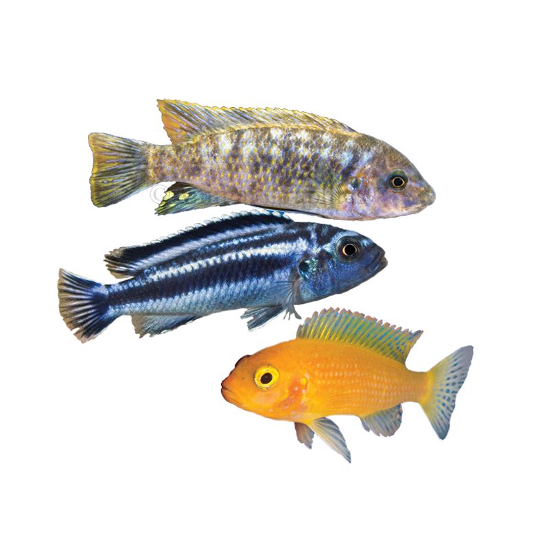 Petsmart shop cichlid food