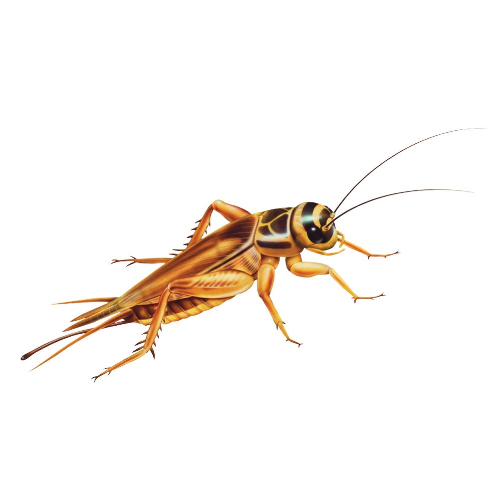  BuyFeederCrickets 500 Live Acheta Crickets (Small (1/4)) :  Pet Supplies