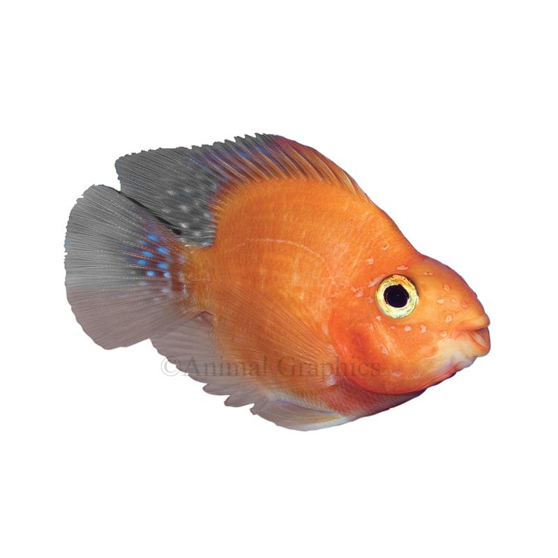 orange parrot fish