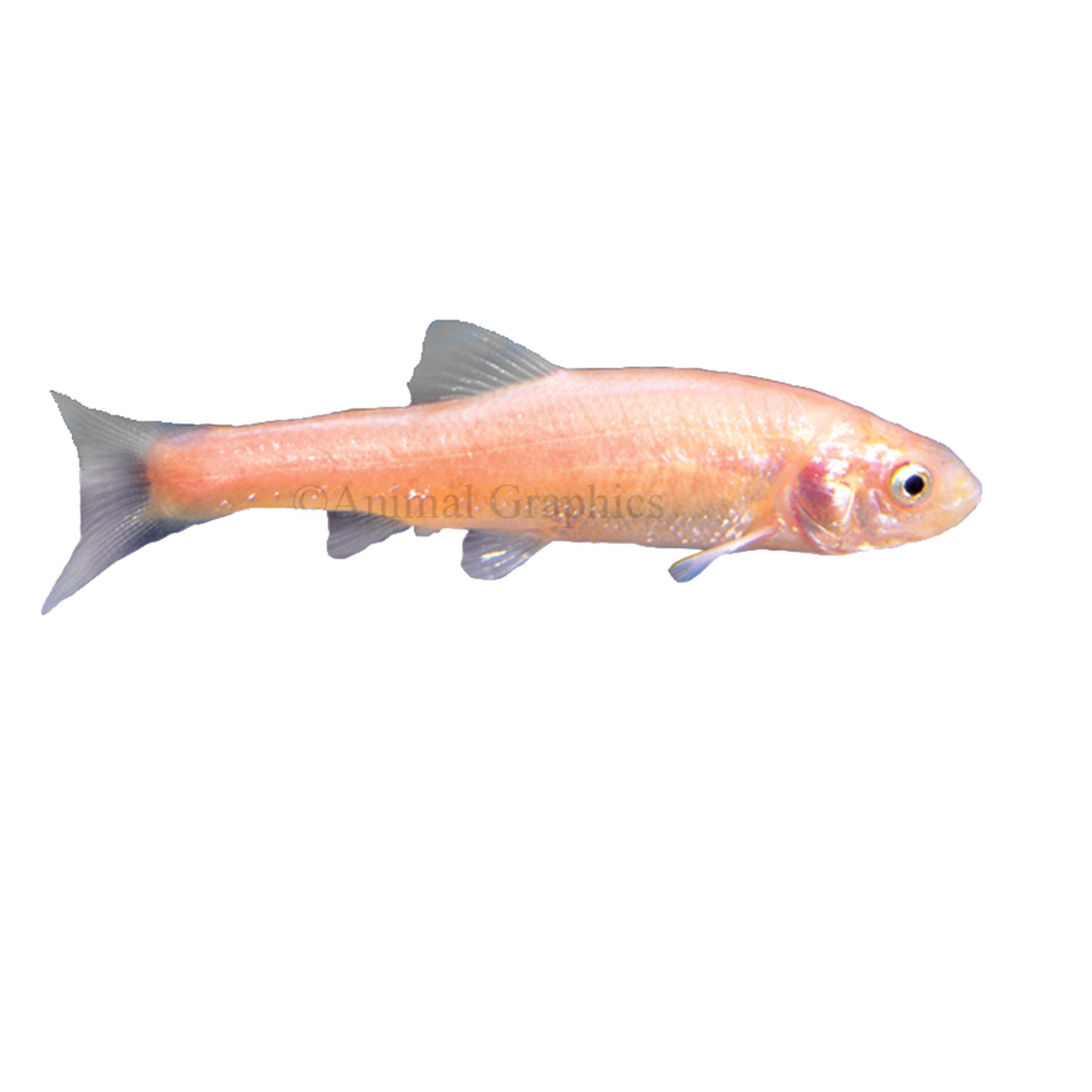 Rosy Red Minnow, fish Goldfish, Betta & More