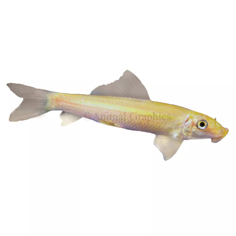 Golden Algae Eater