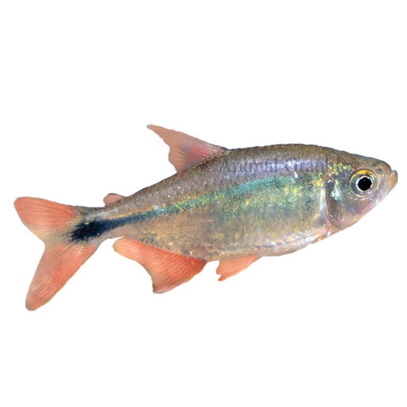 Neon tetra price discount petsmart