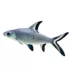 Bala Shark image thumbnail 1