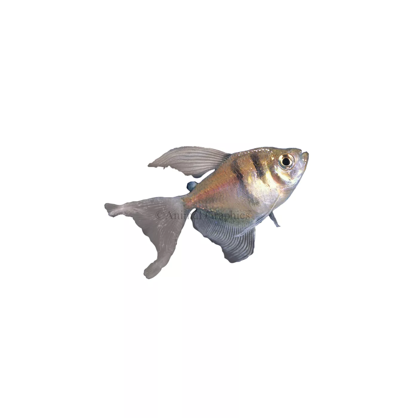 Long Finned Skirt Tetra Fish