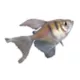 Product Long-Finned Skirt Tetra