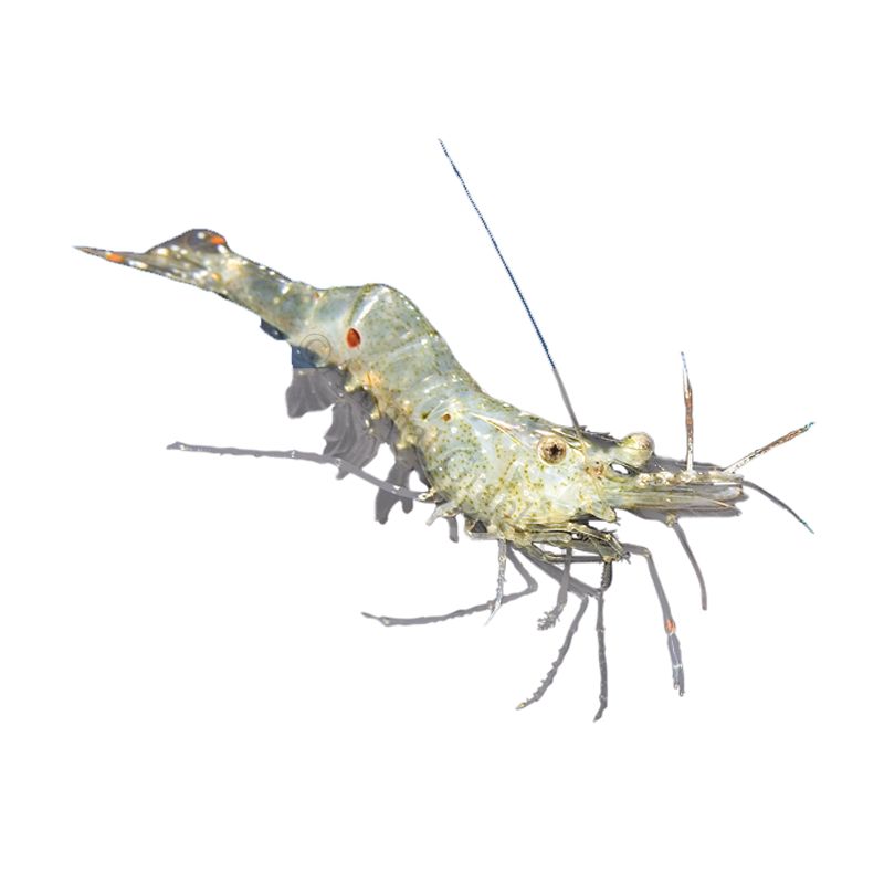 Ghost Shrimp for Sale - Live Pet Fish