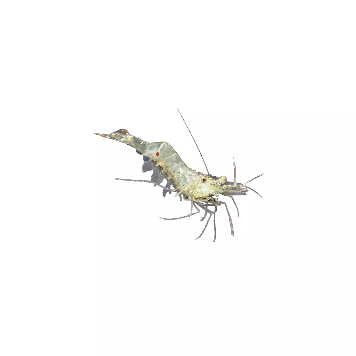 Product Ghost Shrimp