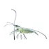 Ghost Shrimp image thumbnail 1