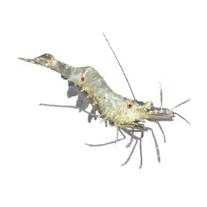 Image of live Ghost Shrimp