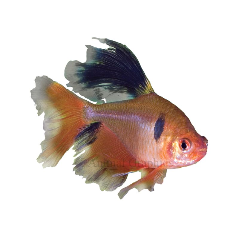 Red minor best sale tetra care