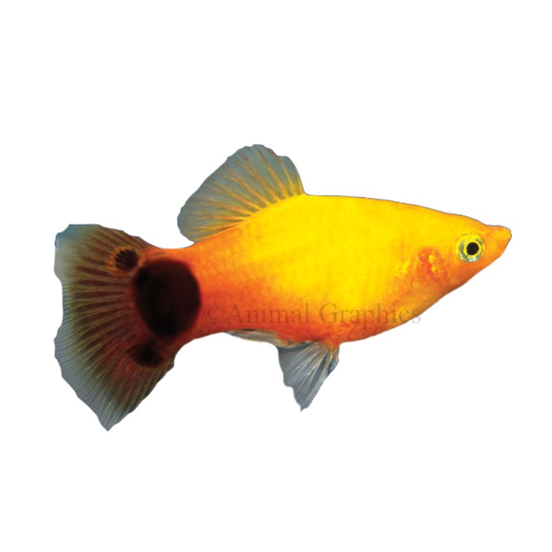 Pet Fish - Live Shrimp, Barb, Goldfish, Minnows, Betta & Cichlids