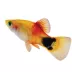 Sunburst Mickey Mouse Platy image thumbnail 1