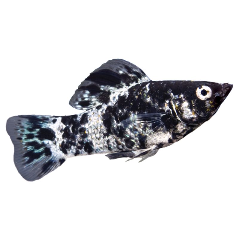 black fish petsmart