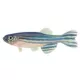 Product Long Finned Zebra Danio