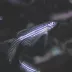 Long Finned Zebra Danio image thumbnail 2