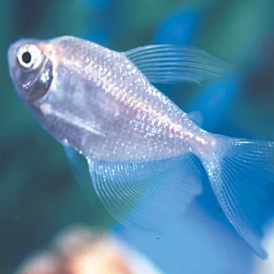 Product Long-Finned Skirt Tetra
