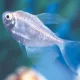 Product Long-Finned Skirt Tetra