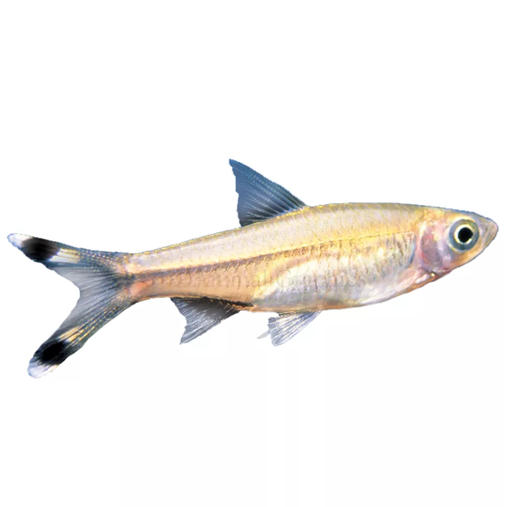 Scissortail Rasbora