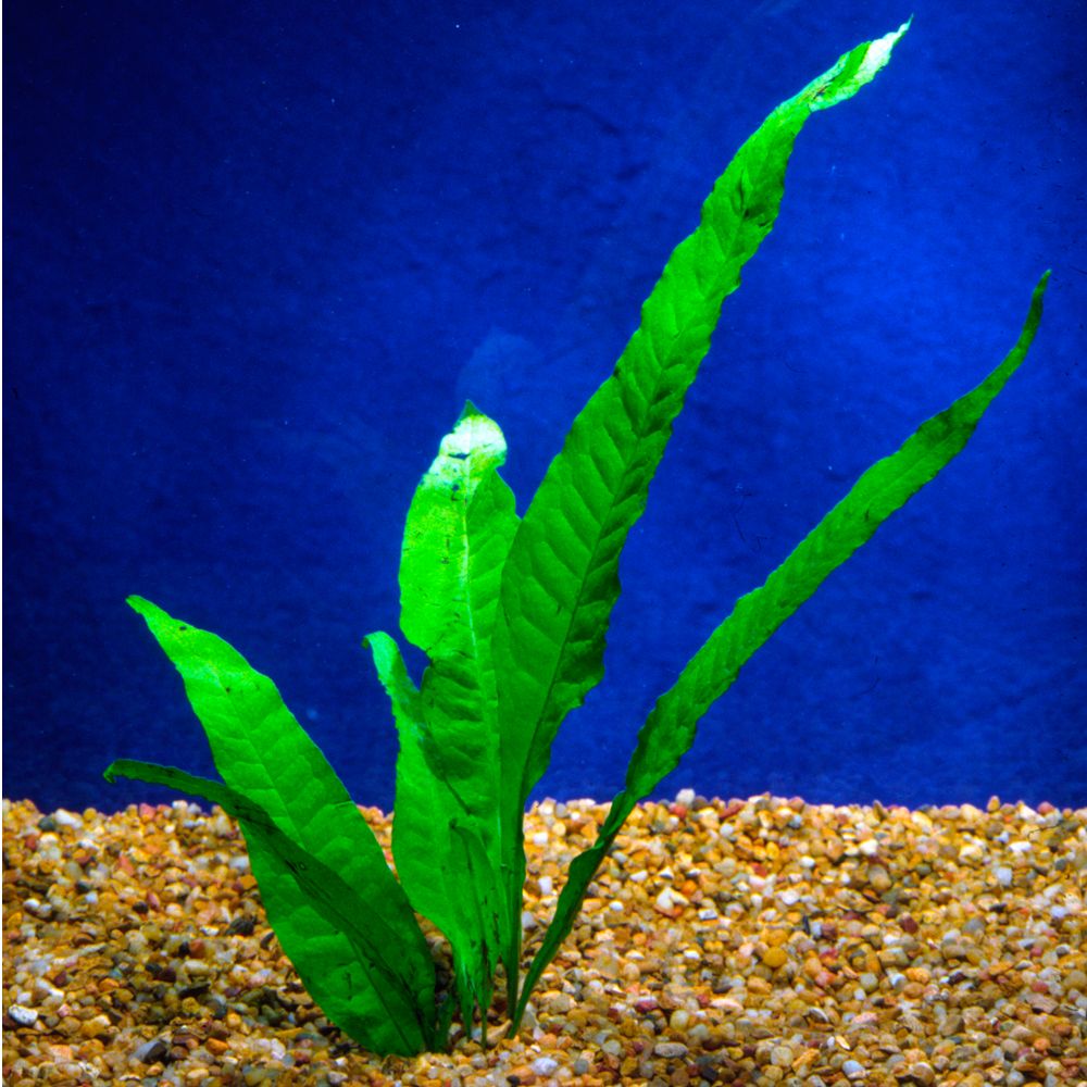 Java Fern