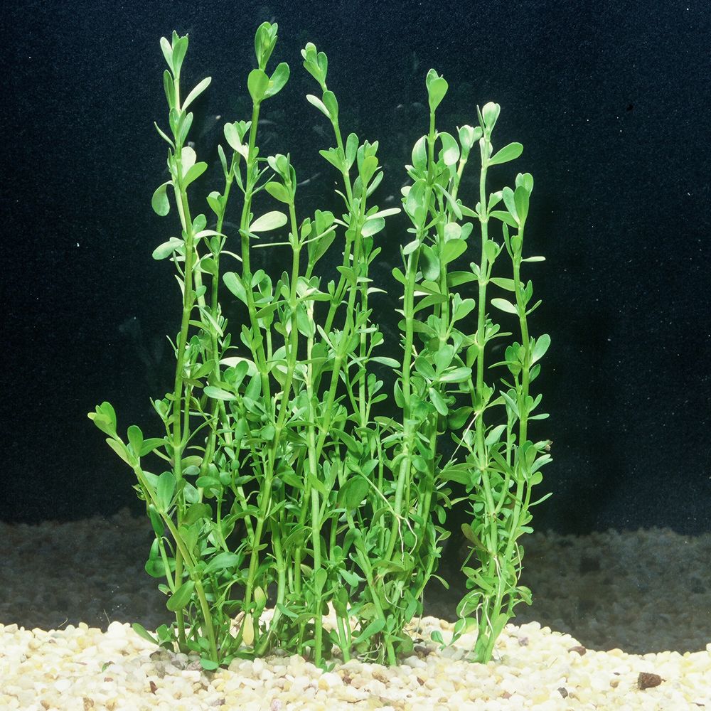 Fish tank best sale plant care