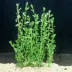 Top Fin® Moneywort Live Plant image thumbnail 1