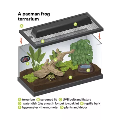 Product Pacman Frog