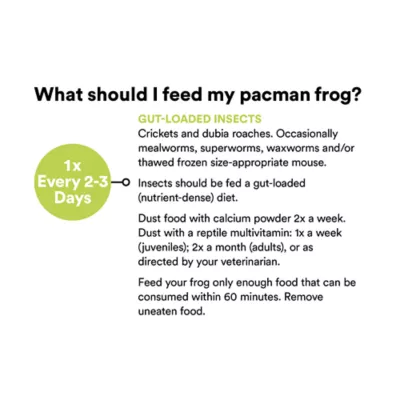 Product Pacman Frog