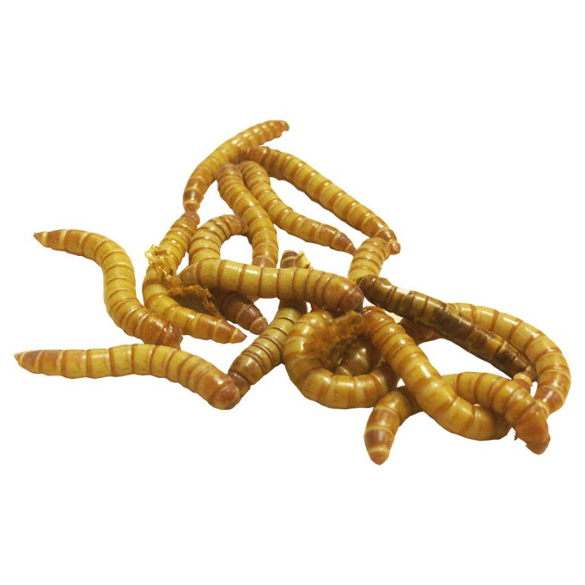 The Mealworm Company LIVEFOODS DIRECT MW1TUB Waxworms MaxiPack