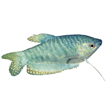Image of fish