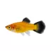 Sunburst Wag Platy image thumbnail 1