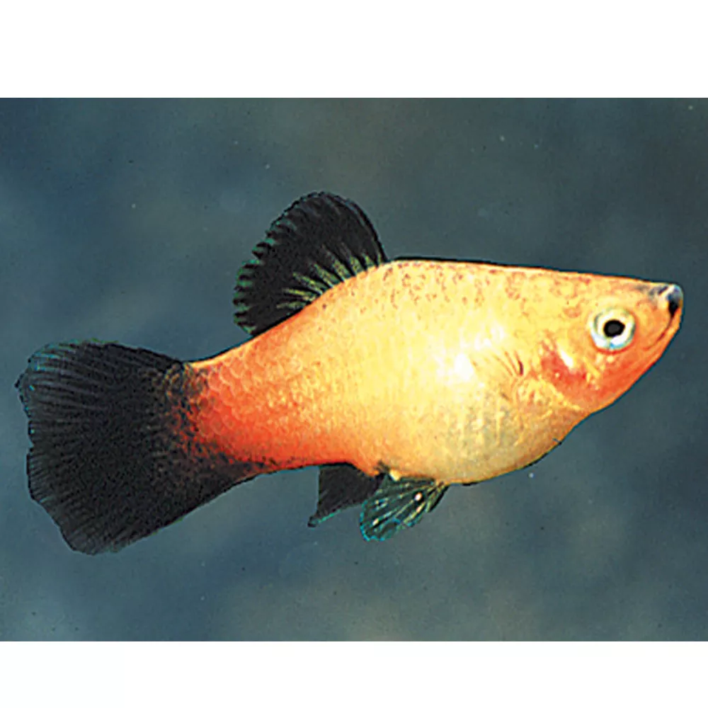 Sunburst Wag Platy