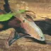 Rosy Barb image thumbnail 1