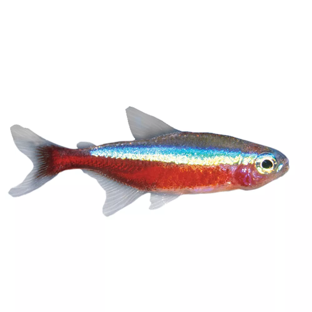 Cardinal Tetra