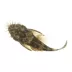 Bristlenose Pleco image thumbnail 1