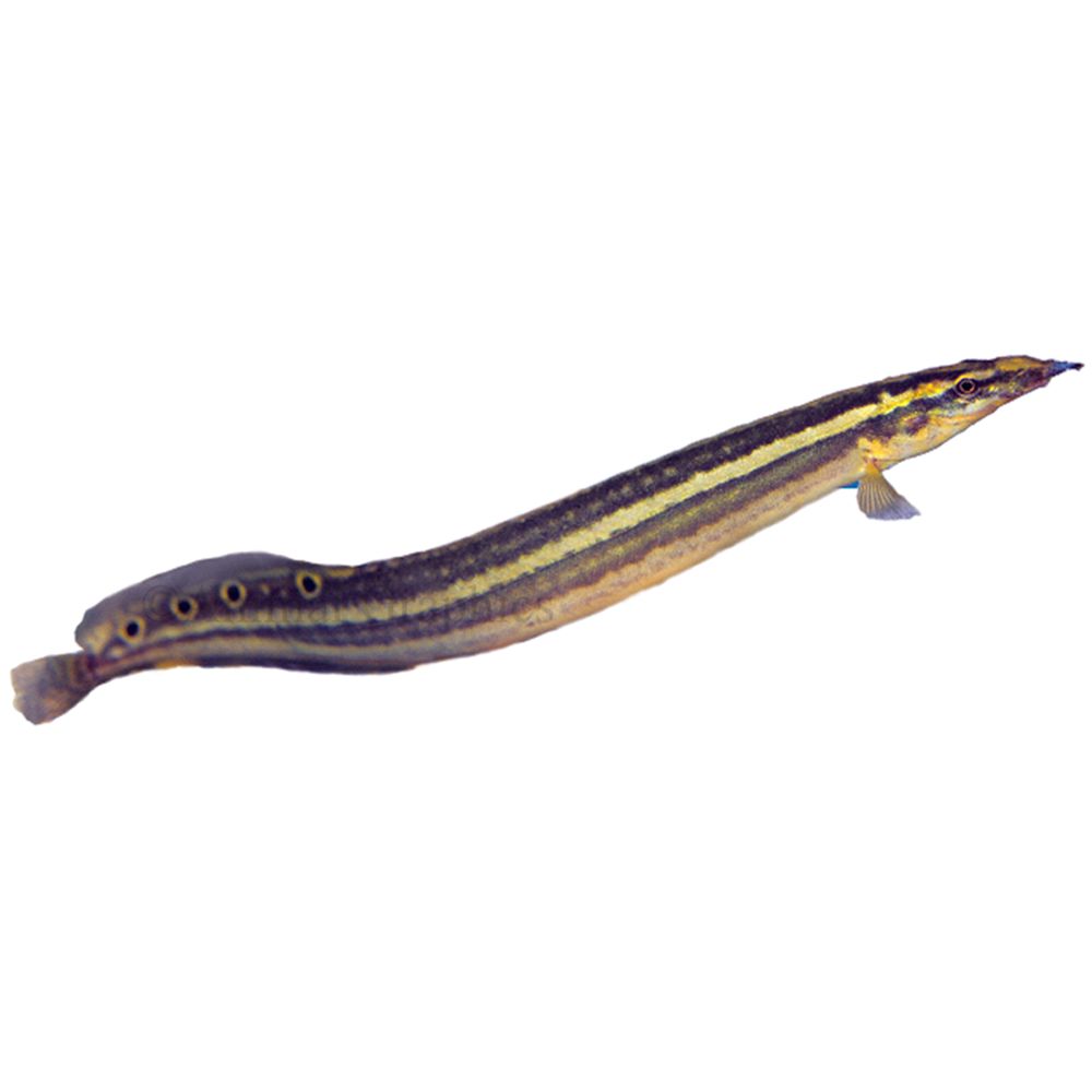 Shop Freshwater Eels For Sale Petco UP TO 59 OFF