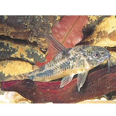Product Peppered Cory Catfish