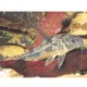 Product Peppered Cory Catfish