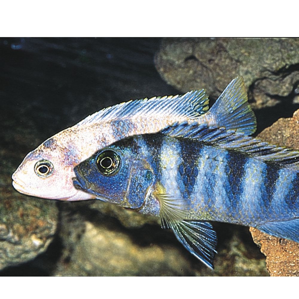 African cichlids clearance eating live fish