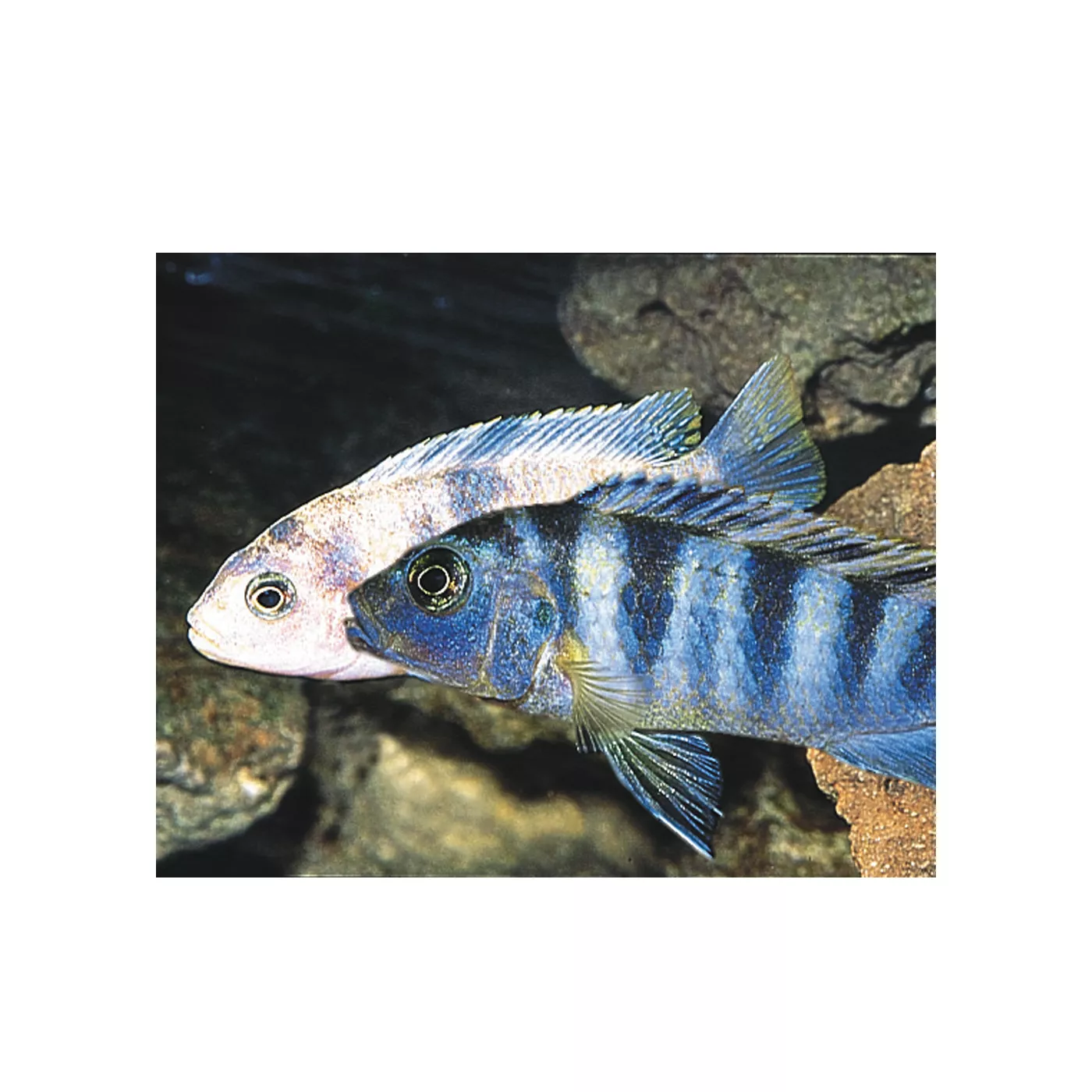 African Cichlid Fish