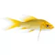 Product Butterfly Koi