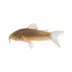 Green Cory Catfish image thumbnail 1