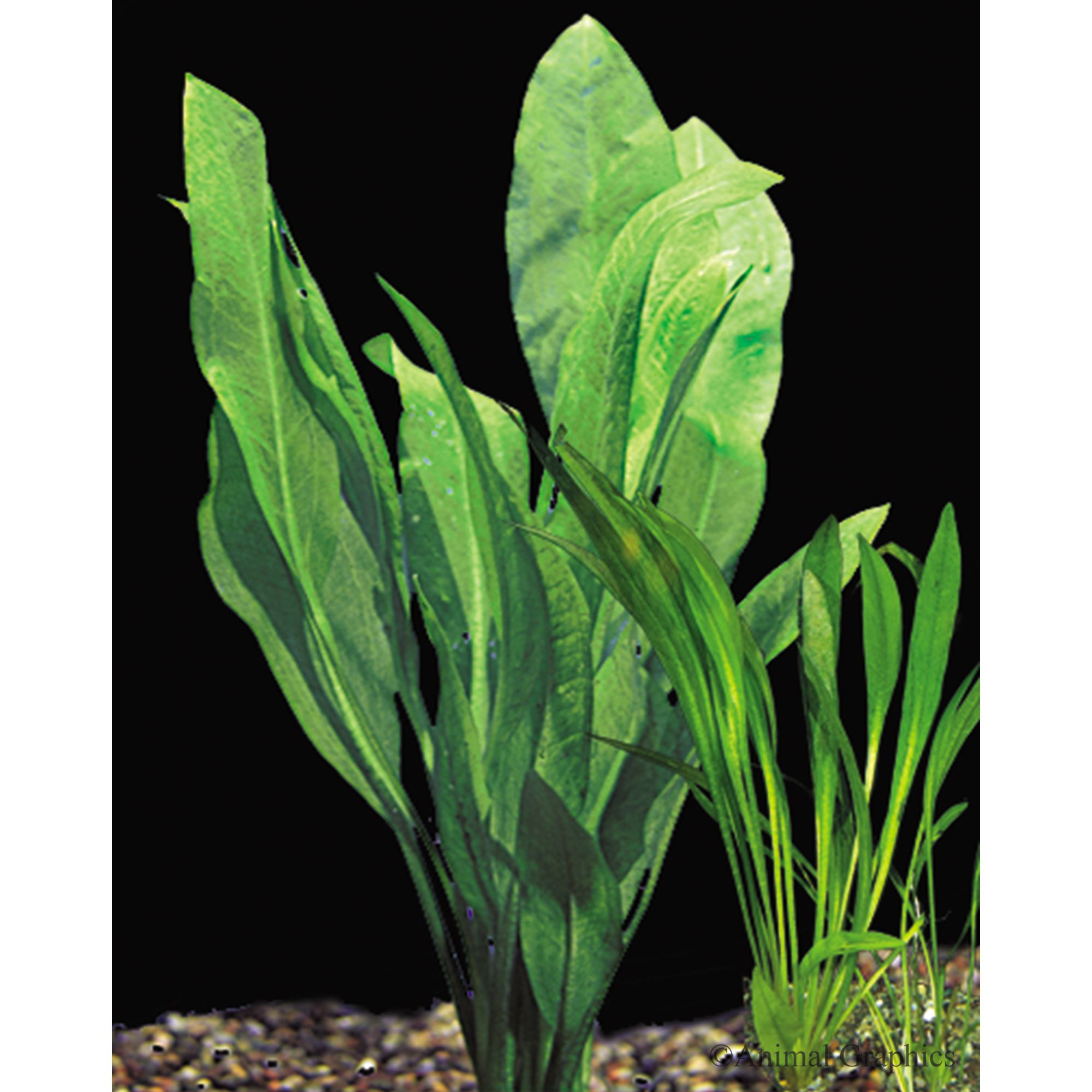 Freshwater aquarium plant store care