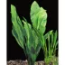 Top Fin® Assorted Live Sword Plants image thumbnail 1