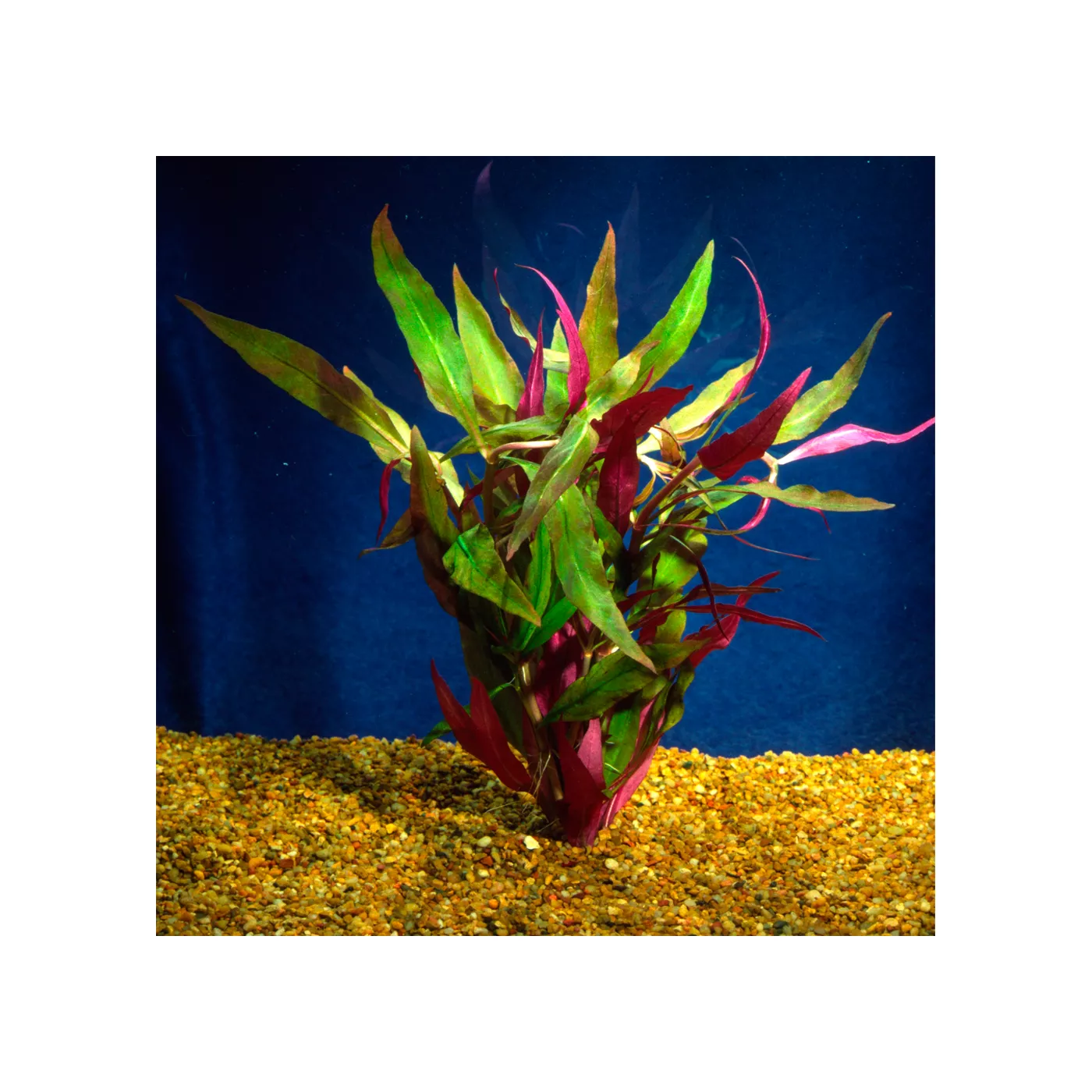 Top Fin® Scarlet Temple Live Plant