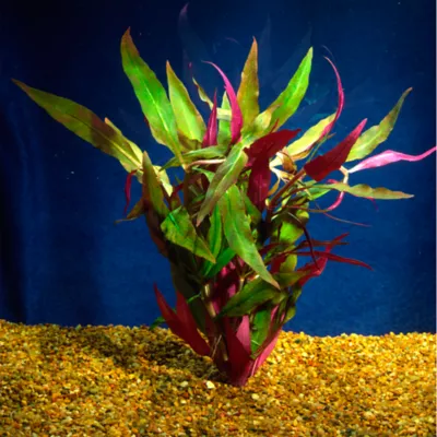 Product Top Fin® Scarlet Temple Live Plant