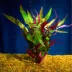 Top Fin® Scarlet Temple Live Plant image thumbnail 1